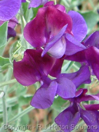 Sweet Peas _ S 